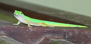 Phelsuma astriata Praslin 2015.JPG