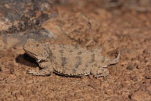 Phrynosoma douglasii 4244