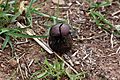 Plum dung beetle (Anachalcos convexus) 2 of 4