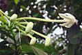 Posoqueria latifolia, the Needle Flower (9391813621)