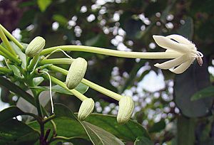 Posoqueria latifolia, the Needle Flower (9391813621)