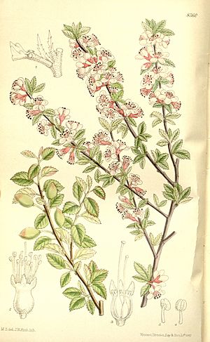 Prunus microcarpa 137-8360.jpg