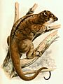 Pseudochirops corinnae 1897