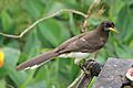 Psilorhinus morio -Costa Rica -immature-8
