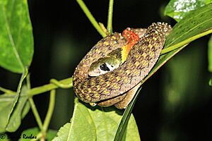 Red-necked keelback (Rhabdophis subminiatus)