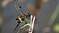 Rhyothemis phyllis lateral wings down (34146409190)