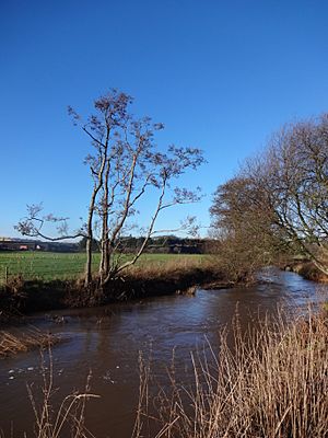 River Creedy near Shobrooke Park