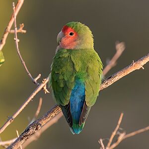 Rosy-faced lovebird (Agapornis roseicollis roseicollis) 2.jpg