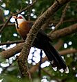Scaled-feather-malkoha