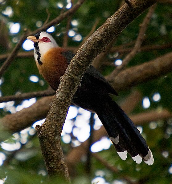 Scaled-feather-malkoha