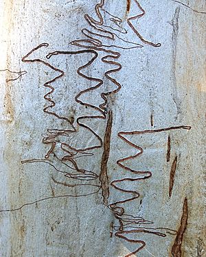 Scribbly gum 3. Eucalyptus rossii tree trunk at Gungalin Hill Nature Reserve, Canberra, ACT