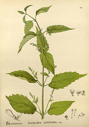 Scutellaria lateriflora00