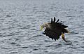 Sea Eagle (14992790955)