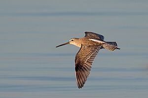 Short-billed dowitcher in flight, bunche beach early morn (31152039153).jpg