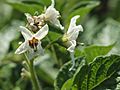 Solanum tuberosum Jam (04).jpg