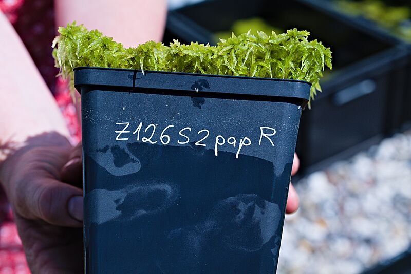 Sphagnum papillosum at Sphagnum cultivation at Universität Greifswald 2023-06-11 01