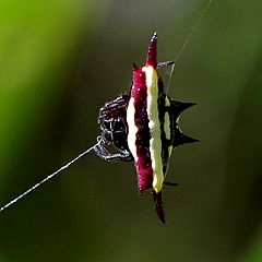 Spiny Orb-weaver (Gasteracantha fornicata)