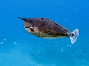 Spotted unicornfish green island
