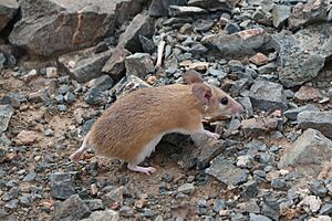 Tailless Arabian Spiny Mouse