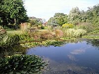 The Pines Garden, St Margaret's at Cliffe - geograph.org.uk - 1520841