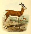 The book of antelopes (1894) Gazella mhorr