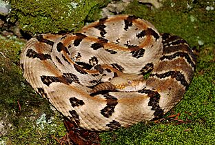 Timber Rattlesnake (Crotalus horridus) (15357864974)