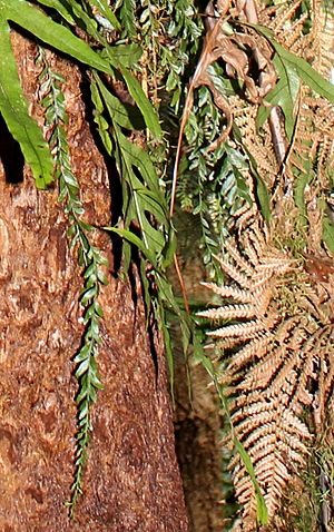 Tmesipteris obliqua Long Fork Fern Mount Dromedary southern New South Wales
