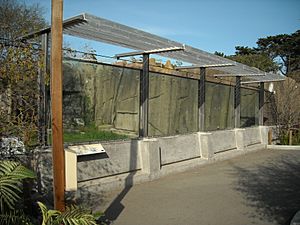 Updated tiger enclosures @ San Francisco Zoo (4437133032)