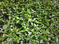 Vinca minor1
