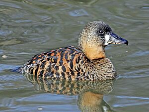 White-backed Duck RWD2.jpg