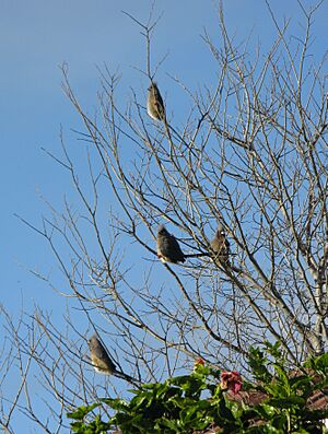 White-backed Mousebird, Colius colius 5468s