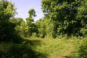 Wolves Wood Nature Reserve - geograph.org.uk - 441389