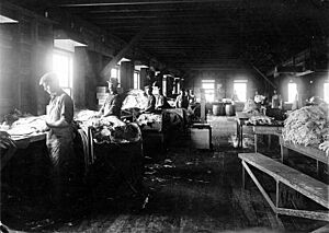 Workers at the Robinson Fisheries Co, Anacortes, Washington, nd (COBB 94)