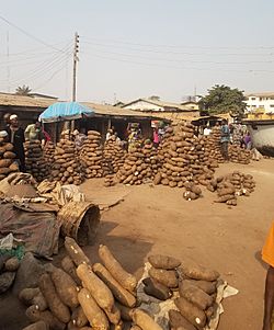 Yam Production In Nigeria Facts For Kids