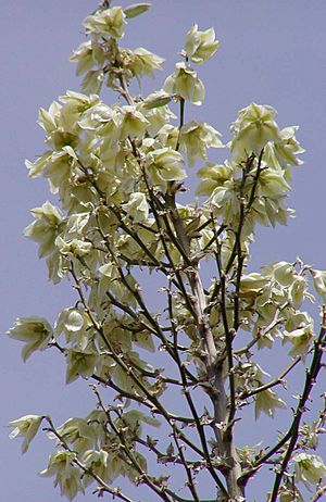 Yucca elata flowers