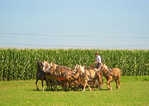 6 horse team East Lampeter TWP LanCo PA 1