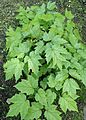 Actaea racemosa kz01