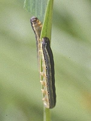 African armyworm, crop.jpg