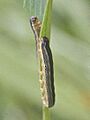 African armyworm, crop
