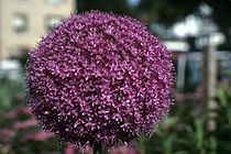 Allium giganteum WPC