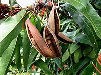 simple leaves and seed pods