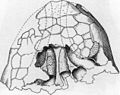 Diagram of internal chambers of a skull