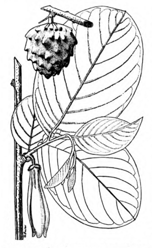 Annona longiflora Safford 1917 .png