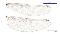 Antipodophlebia asthenes male wings (35012812566)