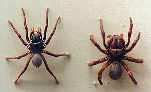 AustralianMuseum spider specimen 07.JPG