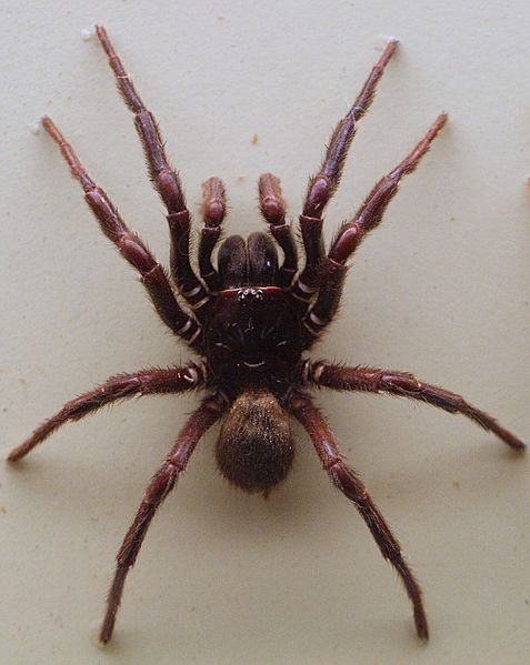 AustralianMuseum spider specimen 19