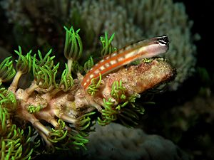 A small fish with two lateral orange stripes and large eyes on a blunt head is perched upon a coral outcropping.