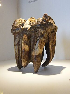 BLW Mastodon Tooth