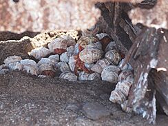 Baker Islands Hermit Crabs (14550178704)