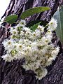 Bangalay-flowers